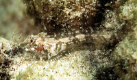 Enneapterygius pusillus, Highcrest triplefin: