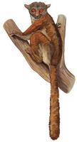 Image of: Lepilemur edwardsi (Milne-Edwards's sportive lemur)
