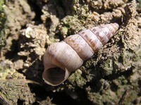 Cochlicella acuta