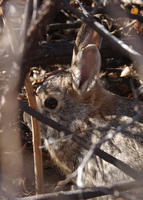 Image of: Sylvilagus audubonii (Audubon's cottontail)