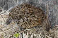 Margaroperdix madagarensis - Madagascar Partridge