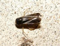 Image of: Corixidae (water boatman)