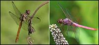 Image of: Orthemis ferruginea