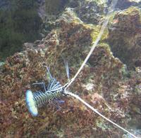 Image of: Panulirus versicolor (painted spiny lobster)