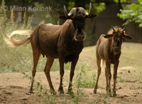 Connochaetes gnou - White-tailed Gnu