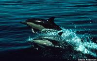 Delphinus delphis - Long-beaked Common Dolphin