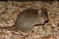 Bettongia penicillata ogilbyi