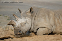 Ceratotherium simum simum