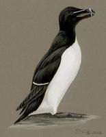 Image of: alca torda (razorbill)