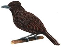 Image of: Frederickena unduligera (undulated antshrike)