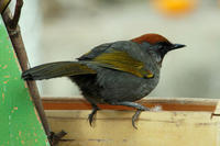 Image of: Garrulax erythrocephalus (chestnut-crowned laughingthrush)