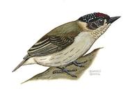 Image of: Picumnus olivaceus (olivaceous piculet)