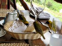 Image of: Ploceus pelzelni (slender-billed weaver)