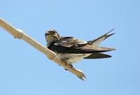 Image of: Progne chalybea (grey-breasted martin)