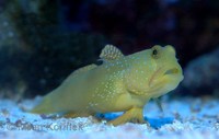 Cryptocentrus cinctus - Banded Prawn Goby