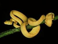 Image of: Corallus hortulanus (Amazon tree boa)