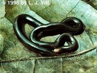 Image of: Typhlophis squamosus