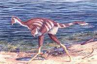 Caudipteryx