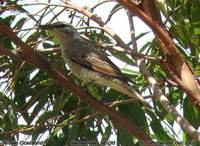 Slender-billed Cicadabird - Coracina tenuirostris