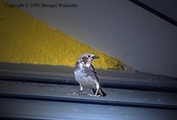 Chestnut-cheeked Starling - Sturnus philippensis