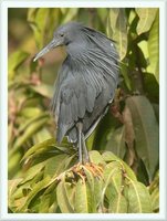 Black Heron - Egretta ardesiaca