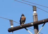 Jackal Buzzard - Buteo rufofuscus