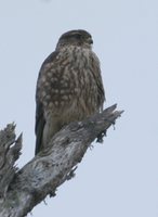 Merlin - Falco columbarius