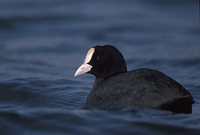 Eurasian Coot (Fulica atra) photo