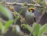 Flame-faced Tanager (Tangara parzudakii) photo