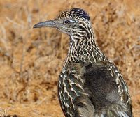 Greater Roadrunner - Geococcyx californianus