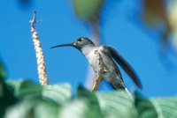 Gray-breasted Sabrewing - Campylopterus largipennis