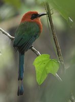 Broad-billed Motmot - Electron platyrhynchum