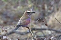 Rufous-crowned Roller - Coracias naevia