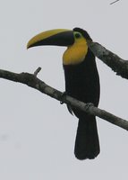 Choco Toucan - Ramphastos brevis