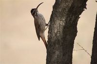 Scimitar-billed Woodcreeper - Drymornis bridgesii