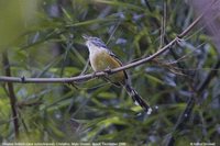 Striated Antbird - Drymophila devillei