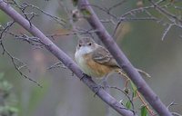 Rufous-sided Pygmy-Tyrant - Euscarthmus rufomarginatus