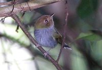 Fork-tailed Tody-Tyrant - Hemitriccus furcatus