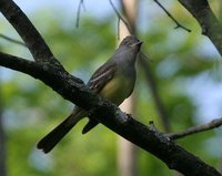 Great Crested Flycatcher - Myiarchus crinitus