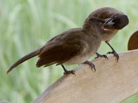 Common Bulbul - Pycnonotus barbatus