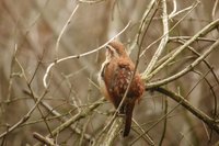 Carolina Wren - Thryothorus ludovicianus