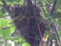 Sooty Robin - Turdus nigrescens