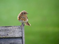 European Robin - Erithacus rubecula