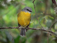 Yellow Robin - Eopsaltria australis