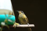 Macleay's Honeyeater - Xanthotis macleayana