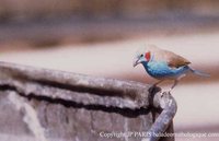 Red-cheeked Cordonbleu - Uraeginthus bengalus