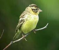 Yellow-breasted Bunting - Emberiza aureola