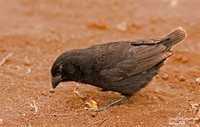 Small Ground-Finch - Geospiza fuliginosa