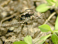 화홍깔따구길앞잡이 - Cylindera obliquefasciata