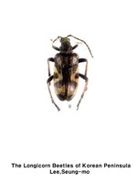 무늬산하늘소 - Brachyta variabilis